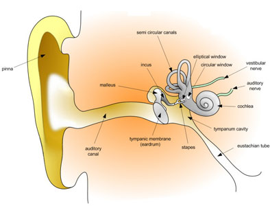 human earing
